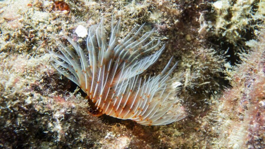 Alanya: 2 Guided Scuba Dives with Lunch and Hotel Transfers - Getting From Alanya Hotels to the Alanya Harbor