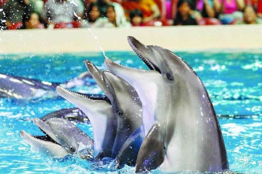 Alanya: Dolphin and Seal Show Ticket with Hotel Transfers - Sealanya Dolphinpark: a tight show with a big animal factor