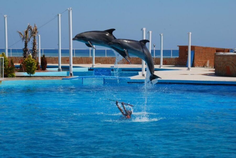 Alanya: Dolphin and Seal Show Ticket with Hotel Transfers - The show itself: dolphins, then seals, plus trainer education