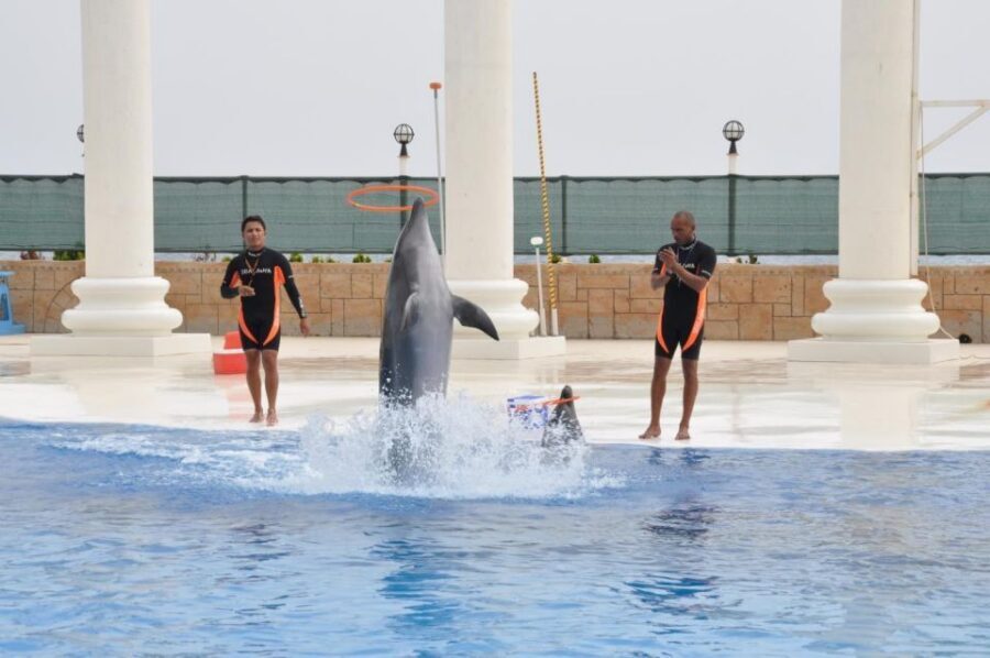 Alanya: Dolphin and Seal Show Ticket with Hotel Transfers - Where to sit: aiming for the splash zone front
