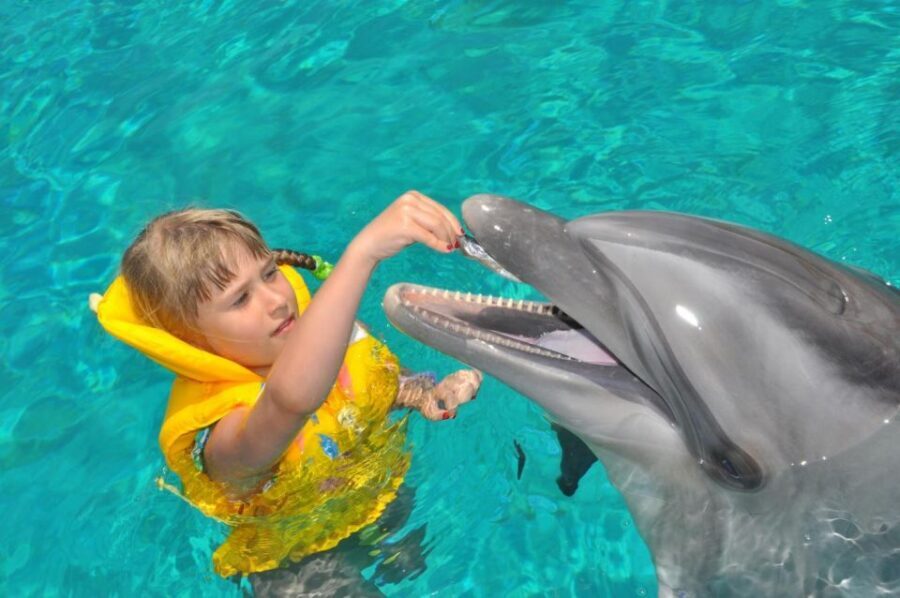 Alanya: Dolphin and Seal Show Ticket with Hotel Transfers - Swimming with dolphins or seals: not part of this ticket