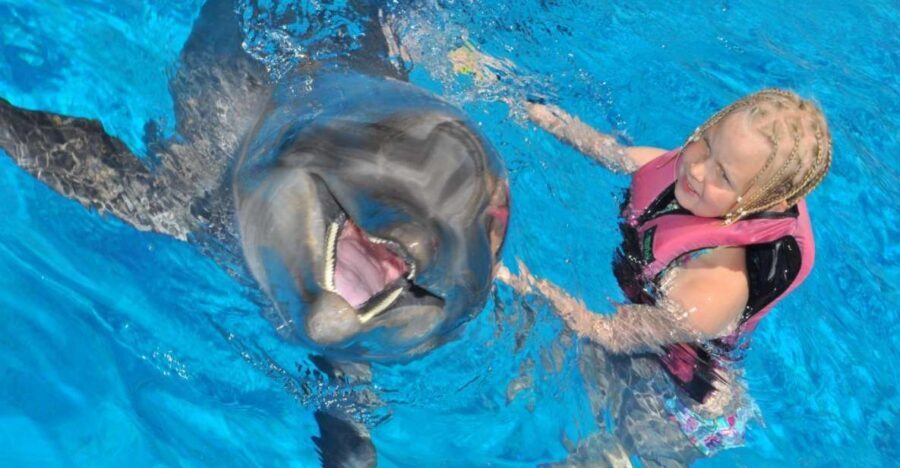 Alanya: Dolphin and Seal Show Ticket with Hotel Transfers - Hotel pickup and drop-off in Alanya: the real convenience win