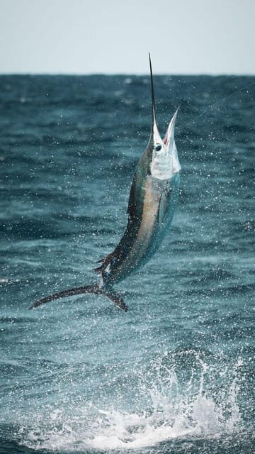 Alanya: Fishing Tour with Equipment and Lunch - Price and value at about $104: who gets their money’s worth