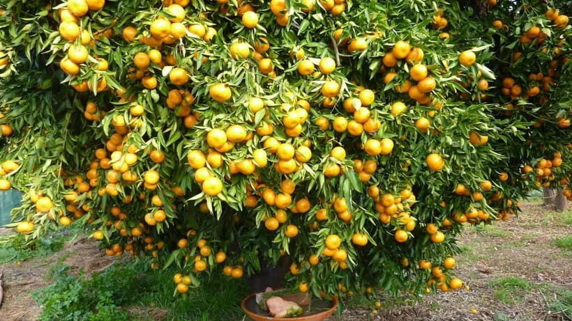 Alanya: Half Day City And Cable Car Tour To Castle And Cave - Damlataş Cave and Cleopatra Beach: Cool Air, Fruit Tea, and a Sea Break