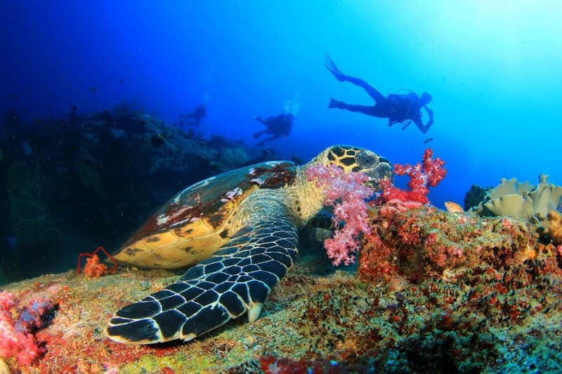 Alanya: Scuba Diving Tour With Lunch - Lunch on the boat: warm food while you sail between sites