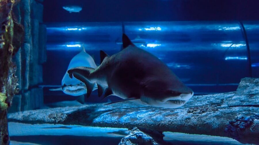 Antalya: Aquarium and Wax Museum Entry Ticket - Shark-feeding and action moments: how to time your visit