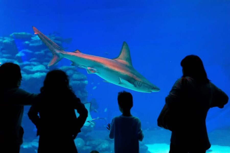 Antalya: Aquarium and Wax Museum Entry Ticket - Optional add-ons: Snow World, Ice Museum, and XD cinema (if you choose the right ticket)