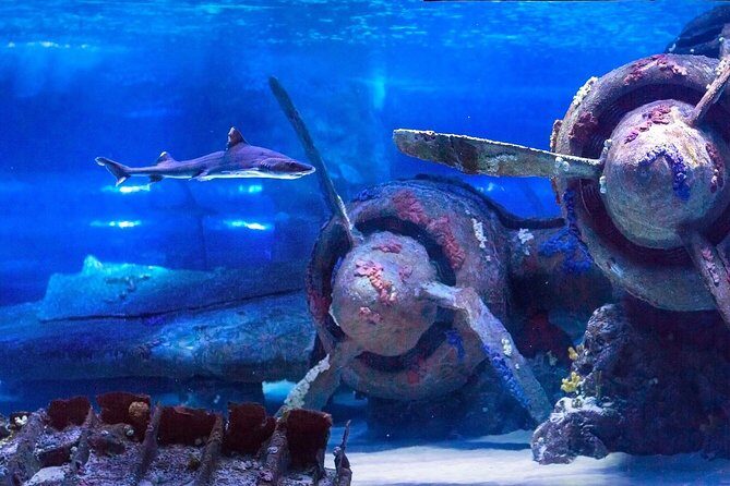 Antalya: Aquarium Ticket With Optional Transfer - Should you book this Antalya Aquarium experience?