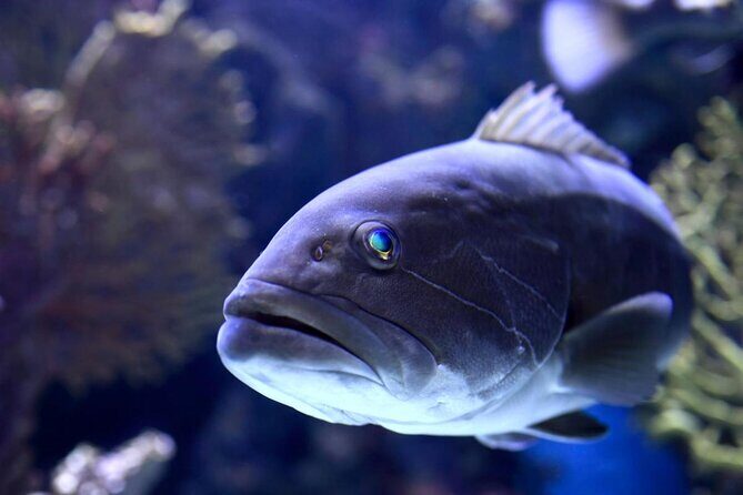 Antalya: Aquarium, Wax Museum & Combo Package Options - Key points worth knowing before you go