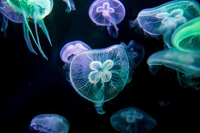 Antalya: Aquarium, Wax Museum & Combo Package Options - Timing and tickets: how to avoid the rough spots