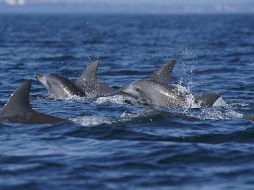 City of Side: Dolphin Island Boat Tour with BBQ & Foam Party - Returning to Side: wrap-up and how to time your evening
