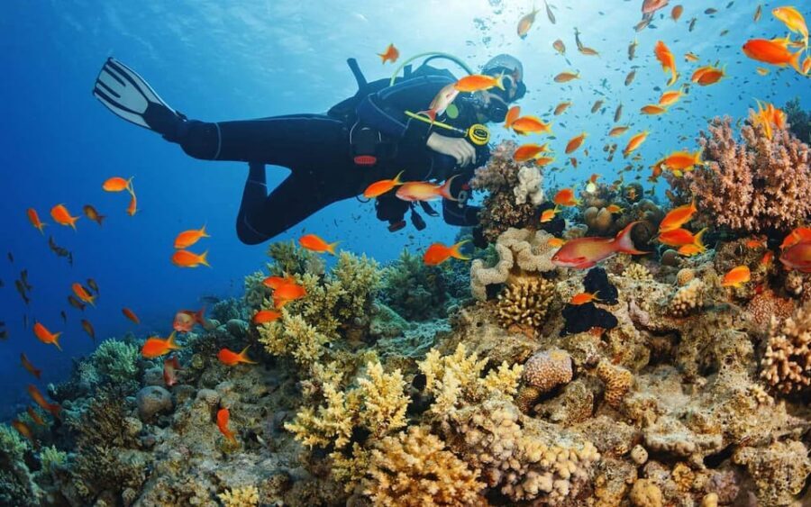 Diving Tour from Alanya & Side with Lunch - 2 Dives Included - Side to the Sea: what this 7-hour tour feels like