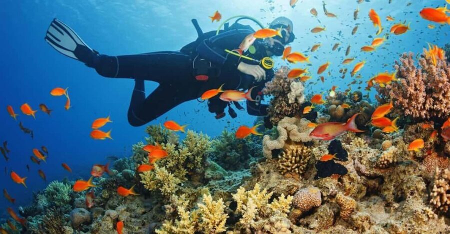 Diving Tour from Alanya & Side with Lunch - 2 Dives Included - Staff and coaching: clarity, safety, and confidence