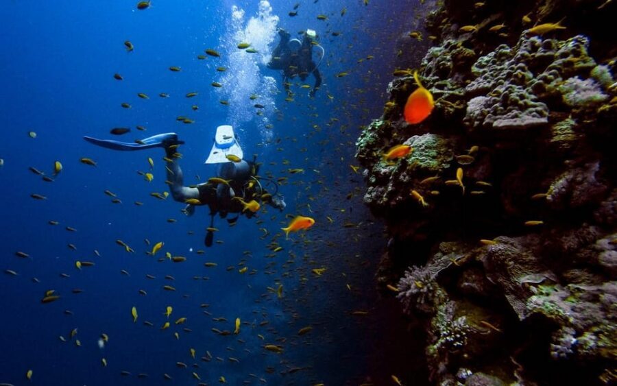 Diving Tour from Alanya & Side with Lunch - 2 Dives Included - When a no-diver option actually makes sense