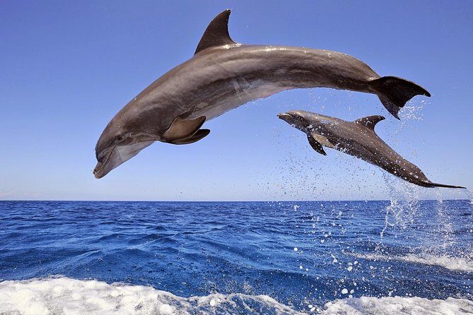 Dolphin Island Boat Trip – Swim, Sun & Lunch Included - Key things to know before you go