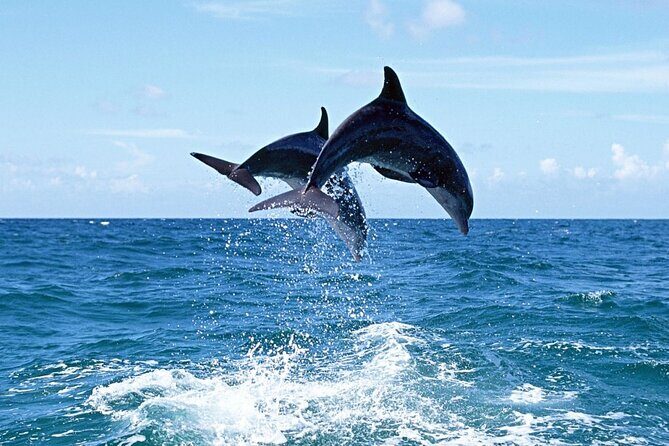 Dolphin Island Boat Trip – Swim, Sun & Lunch Included - The itinerary rhythm: sail out, anchor up, swim, and do it again