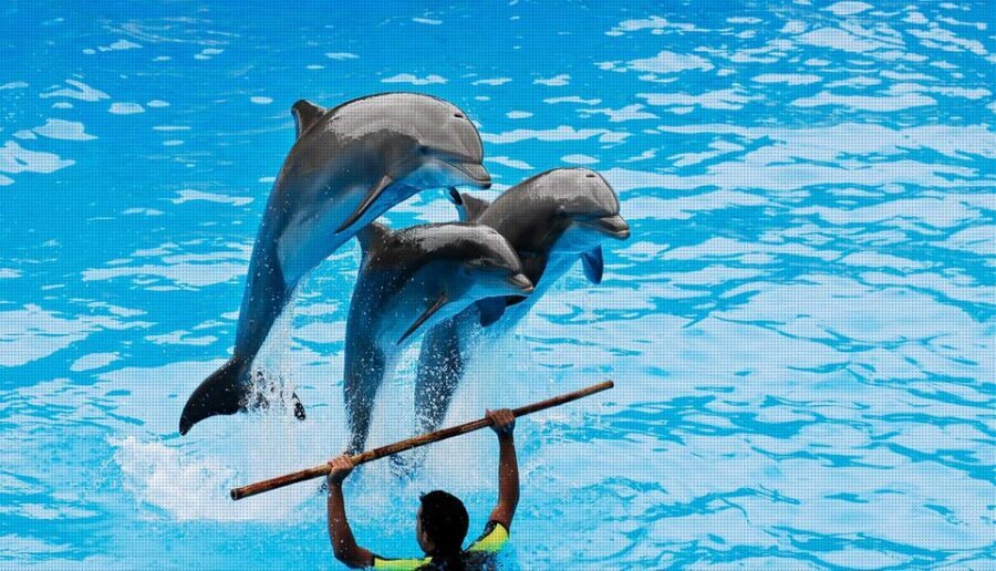 Dolphin Park Entry with Live Show and Pickup - Timing, languages, and how to make it smooth