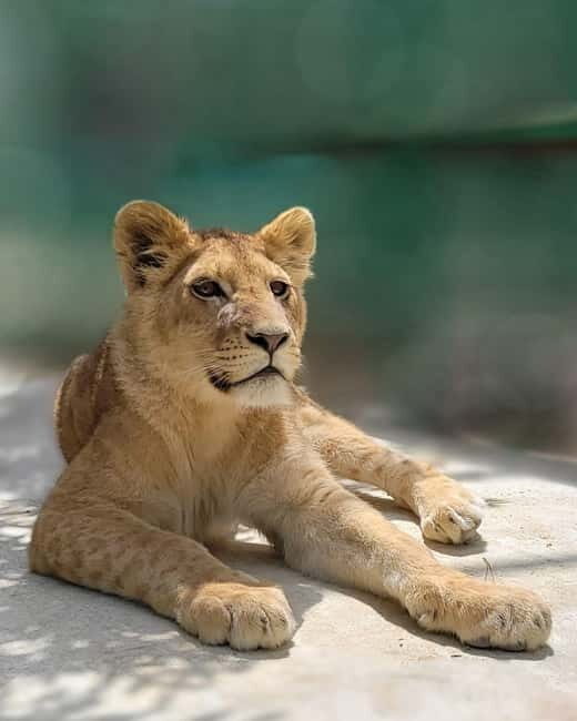 From Alanya: Lion Safari & Green Canyon Splash Feast w/Lunch - How the Manavgat Half-Day Runs From Alanya