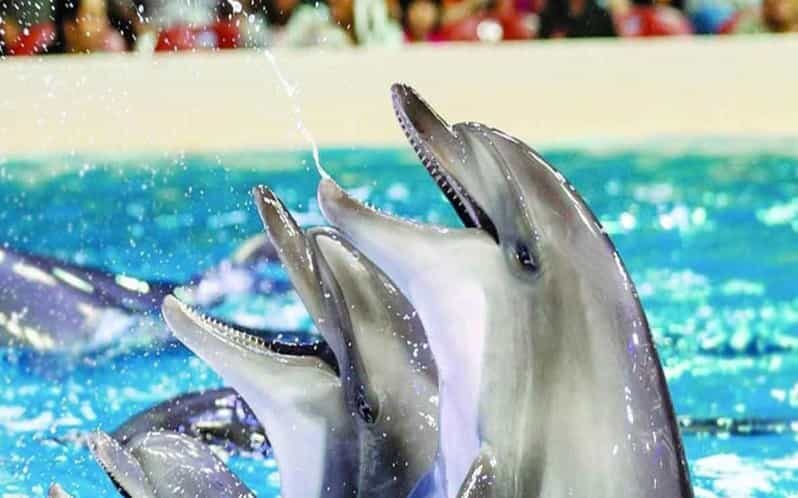 From Belek: Dolphin Show with Transfers - Key highlights you’ll feel right away