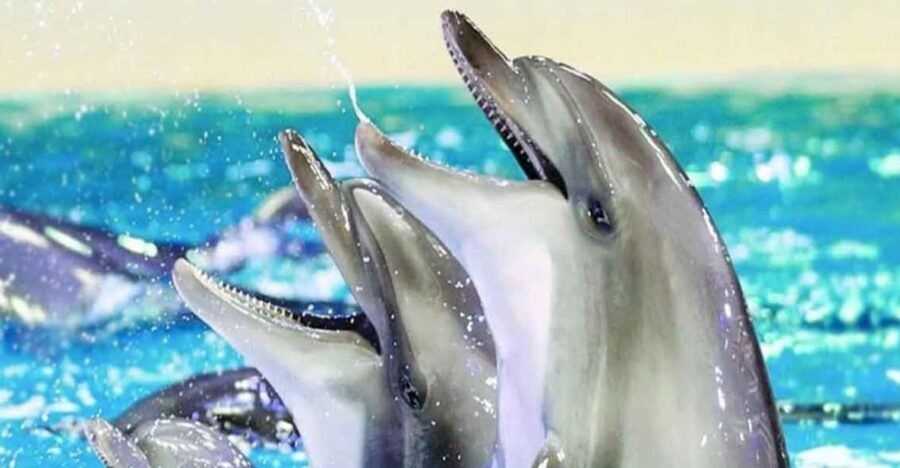 From Belek: Dolphin Show with Transfers - Price and value: is $47 per person fair?