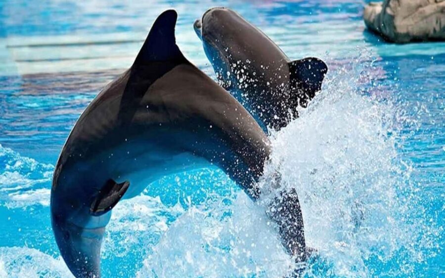 From Belek: Dolphin Show with Transfers - Who this is best for (and who should skip it)