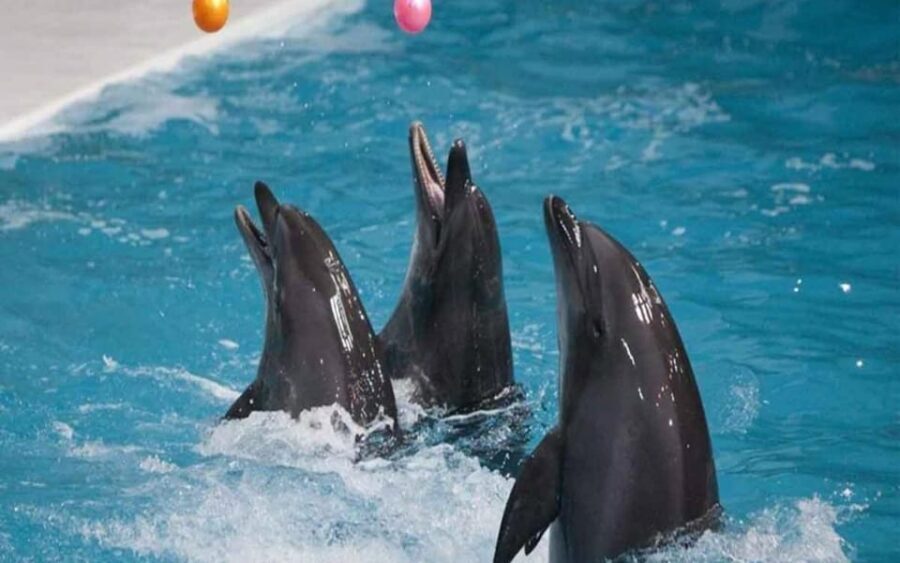 From Belek: Dolphin Show with Transfers - Should you book the Dolphin Show with Transfers from Belek?