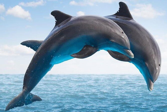 "Side: Boat Adventure to Dolphin Island – Swim and Enjoy Lunch" - Key highlights at a glance