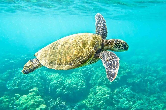 "Side: Boat Adventure to Dolphin Island – Swim and Enjoy Lunch" - The 8:30 AM flow: transfers, boarding, and settling in