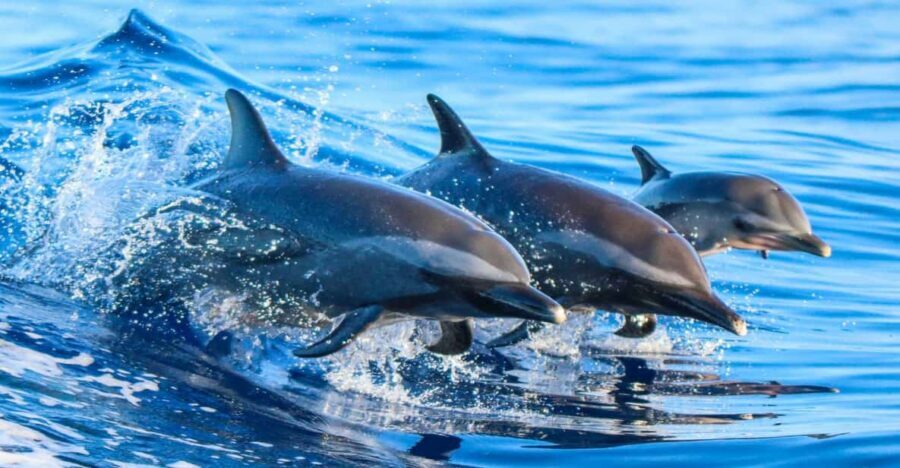 Side: Dolphin Island Boat Trip with Lunch & Unlimited Drinks - Key highlights worth knowing