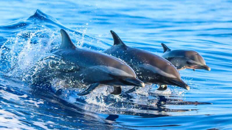 Side: Dolphin Island Boat Trip with Lunch & Unlimited Drinks - The Manavgat River swim: cool fresh water meets the sea