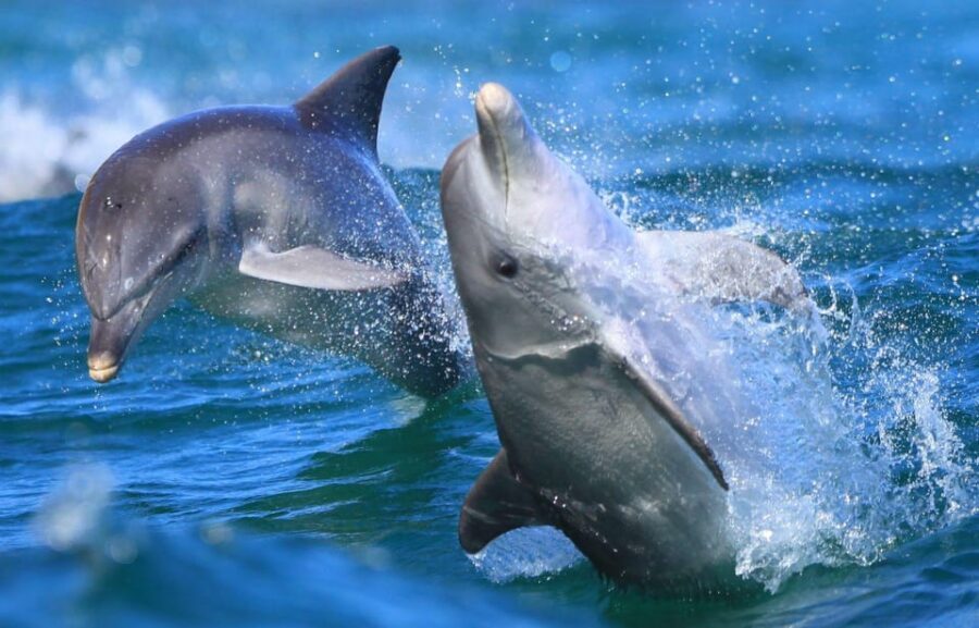 Side: Dolphin Island Boat Trip with Lunch & Unlimited Drinks - Foam party, kids disco, and managing loud music and water-soaked fun
