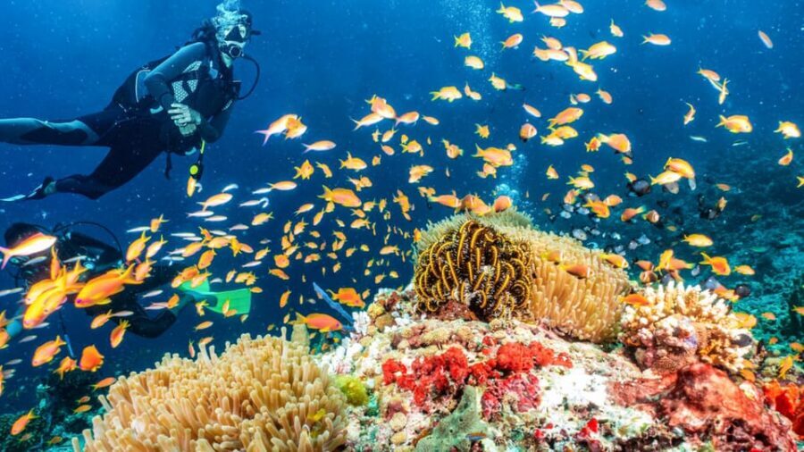 Side: Scuba Diving Tour Journey To The Depths Of The Blue - Key Things That Make This Tour Worth Your Time
